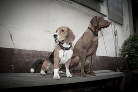 Pleners_25.11.2017_049.JPG